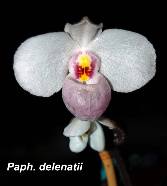 Paph. delenatii_0454