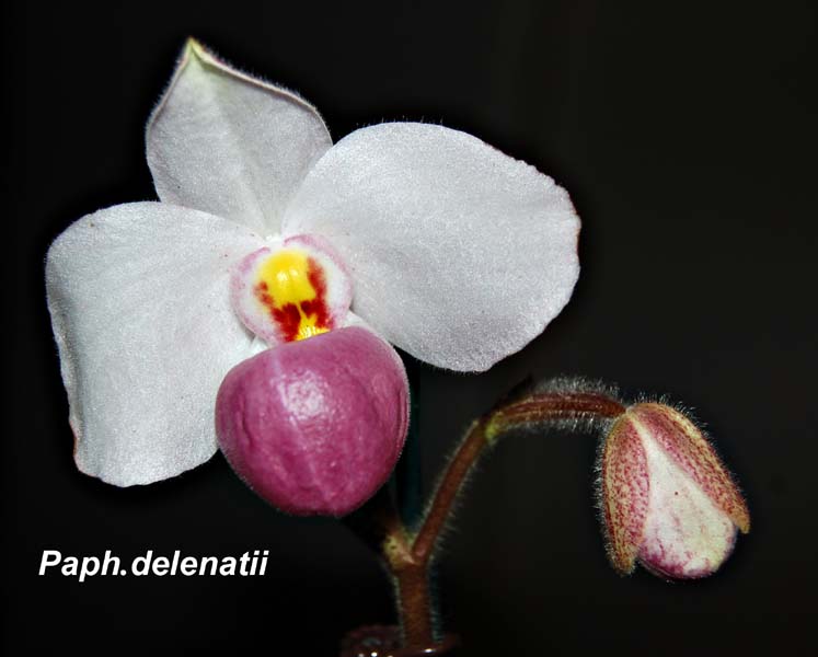 Paph. delenatii_9005