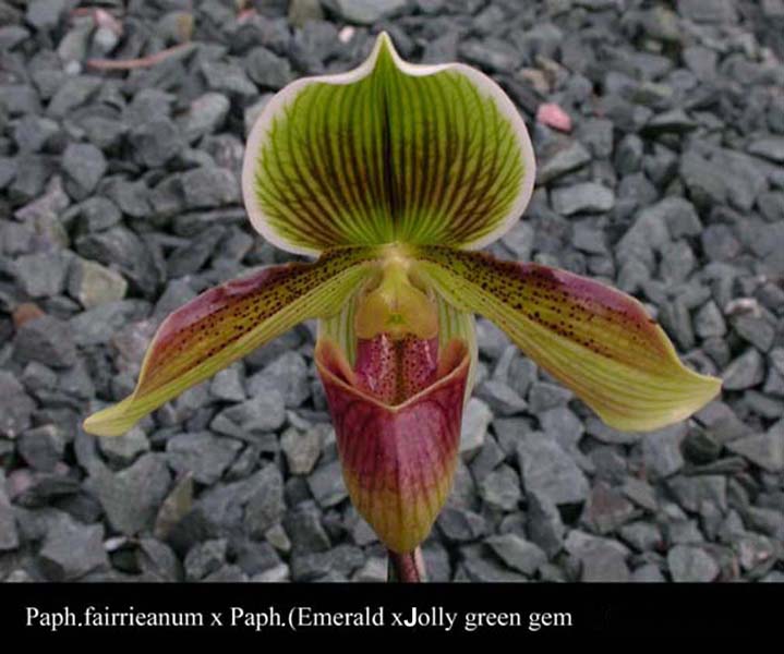 Paph. fairrieanum x Paph (Emerald x jolly green gem)