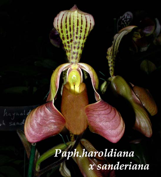 Paph. haroldiana x sanderiana 3605