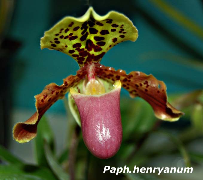 Paph. henryanum_4422
