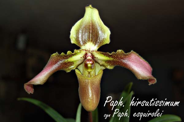 Paph. hirsutissimum_5667