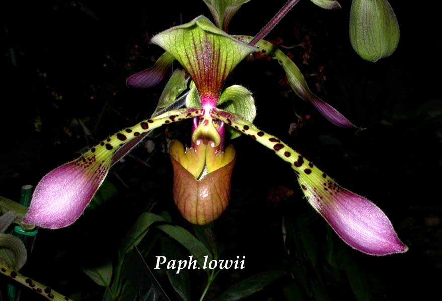 Paph. lowii 3601