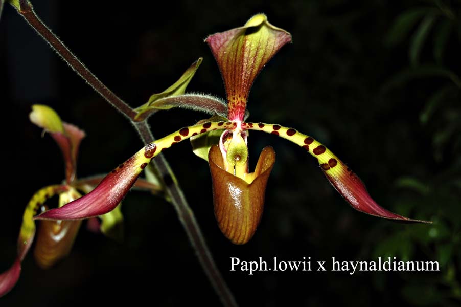 Paph. lowii x haynaldianum_9660