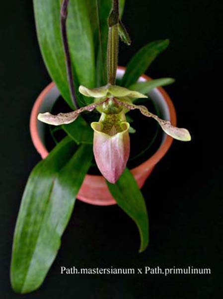 Paph. mastersianum x Path. primulinum