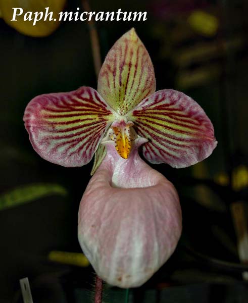 Paph. micrantum_0239