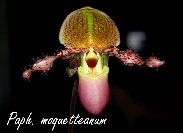 Paph. moquetteanum_5684