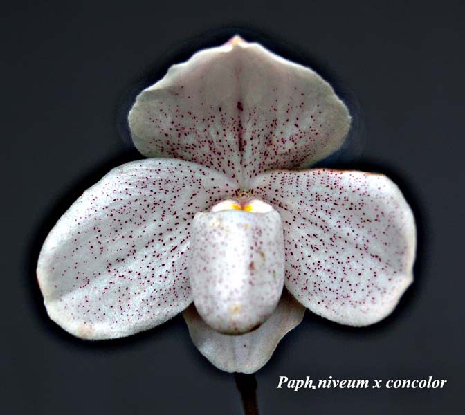 Paph. niveum x concolor5327