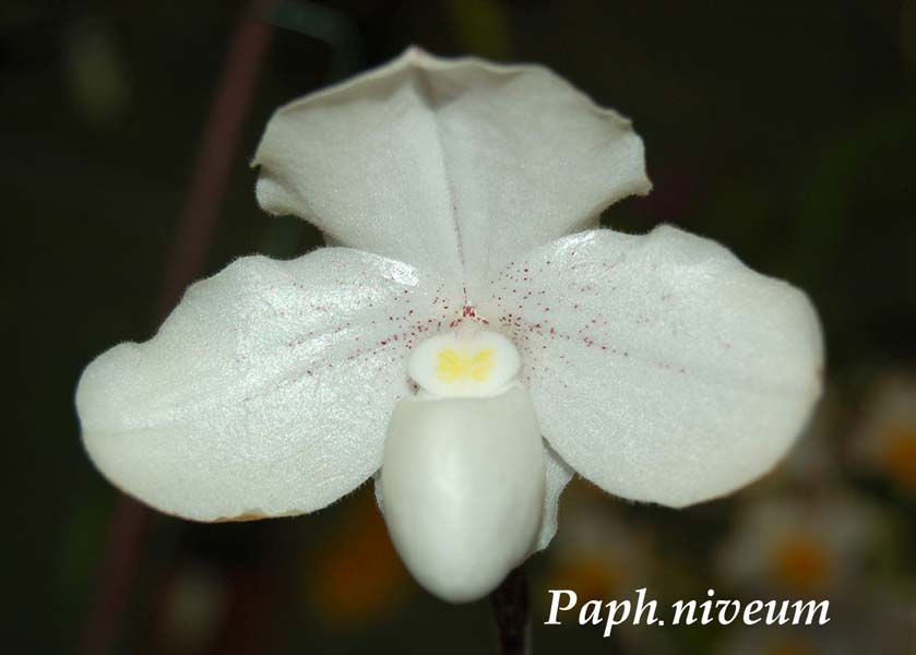 Paph. niveum_0238