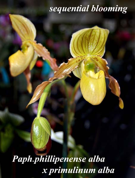 Paph. phillipenense alba x primulinum alba_0205