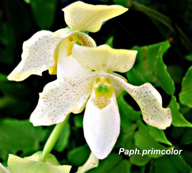 Paph. primcolor_0328