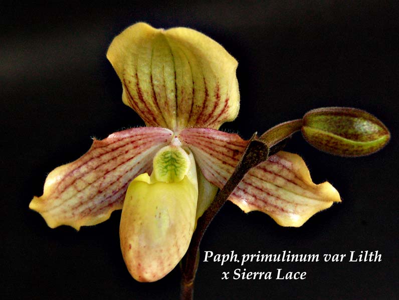 Paph. primuminum x Sierra Lace_1458