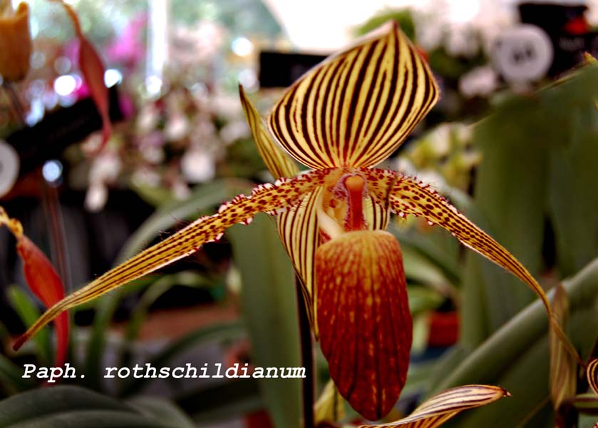 Paph. rothschildianum_0286
