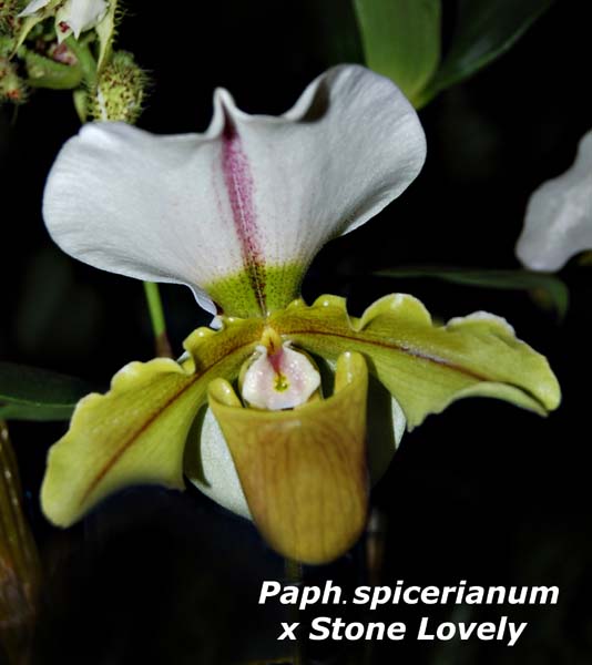 Paph. spicerianum  x Stone Lovely_8665