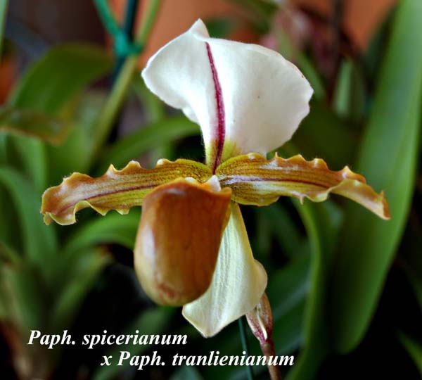 Paph. spicerianum x Paph. tranlienianum_5641