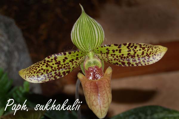 Paph. sukhakulii_5994