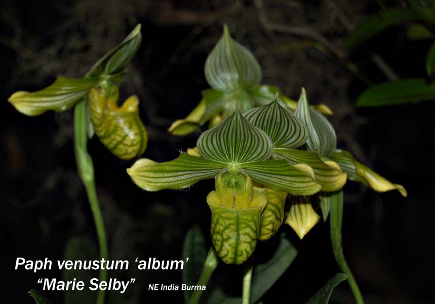 Paph. venustum - album  5621