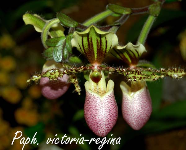 Paph. victoria-regina_6000