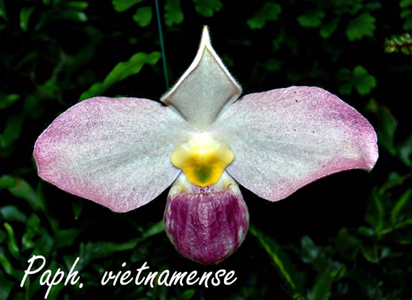 Paph. vietnamense_5894
