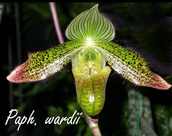 Paph. wardii 4117
