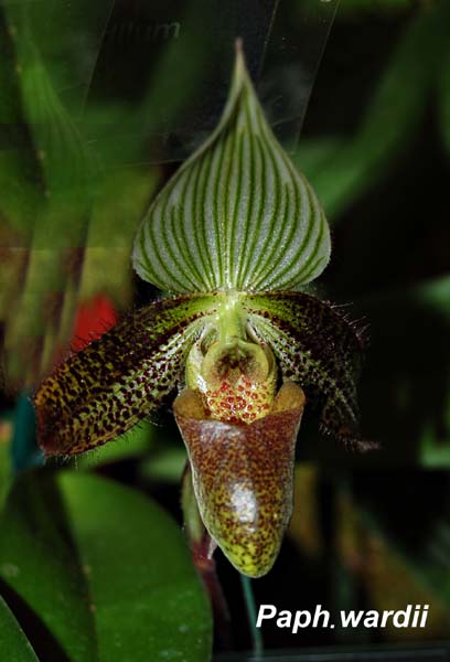 Paph. wardii_8860