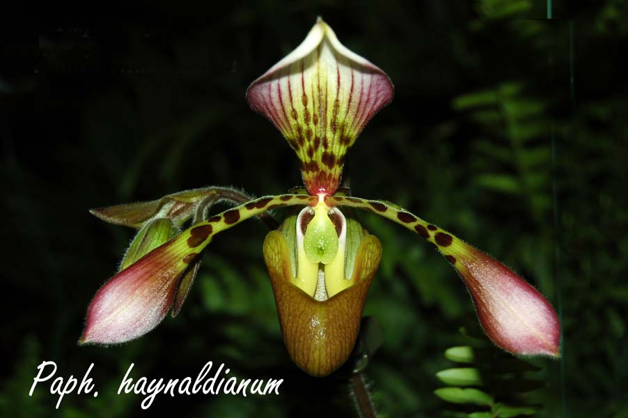 Paphiopedilum haynaldianum_9503