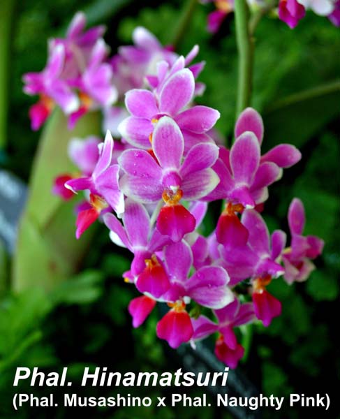 Phal. Hinamatsuri (Phal. Musashino x Phal. Naughty Pink)_4786