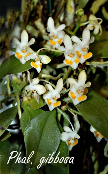 Phal. gibbosa_5459