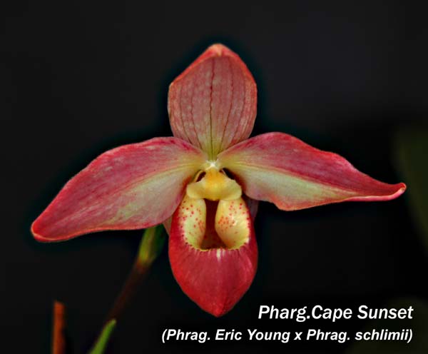 Pharg. Cape Sunset_6492