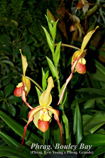 Phrag. Bouley Bay (Phrag. Eric Young x Phrag. Grande)_5896