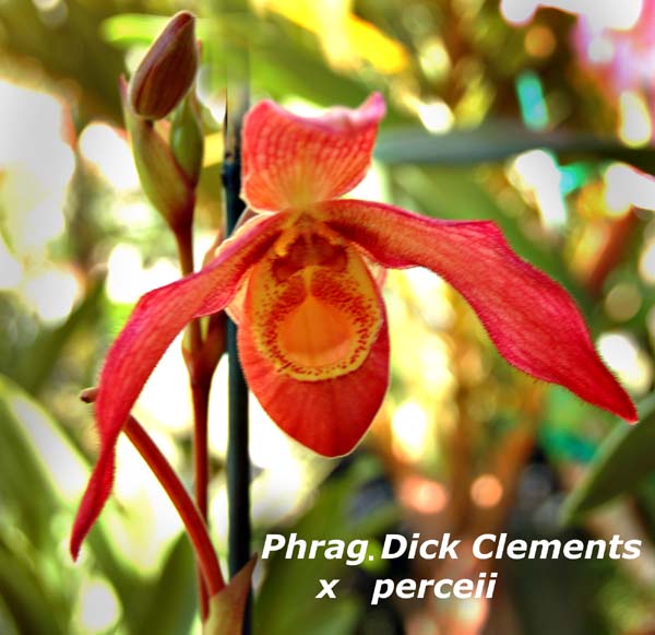 Phrag. Dick Clements x parceii _2275