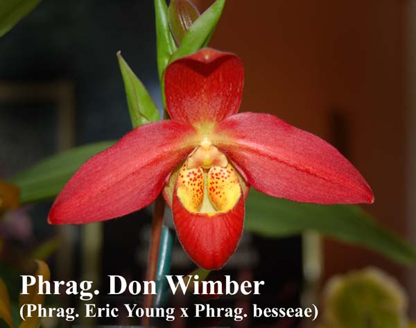 Phrag. Don Wimber (Phrag. Eric Young x Phrag. besseae)_4797