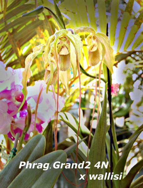 Phrag. Grande 4N x wallisi_2277