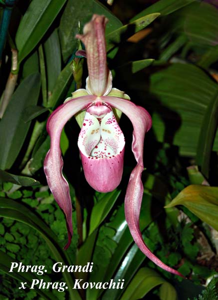 Phrag. Grandi x Phrag. Kovachii_4661
