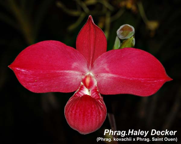 Phrag. Haley Decker_9891
