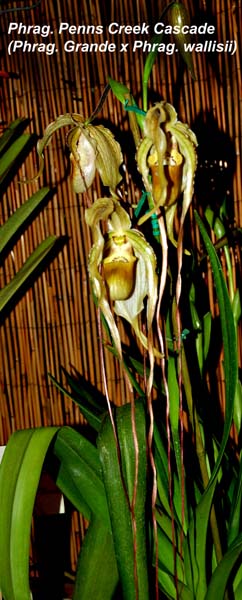 Phrag. Penns Creek Cascade (Phrag. Grande x Phrag. wallisii)_9911