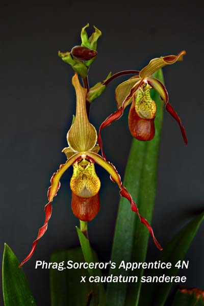 Phrag. Sorcerors Apprentice 4N x caudatum sanderae_6491