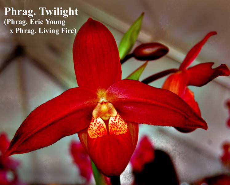Phrag. Twilight_0822