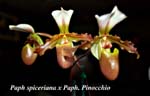 Paph spiceriana x Paph. Pinocchio_5664