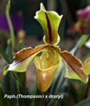 Paph.  (Thompsonii x druryi) 8207