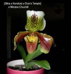Paph. {(Nina x Hunston) x Chans Temple} x Winston Churchill 0915