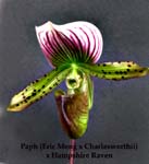 Paph. (Eric Meng x Charlesworthii) x Hampshire Raven 0010