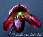 Paph. (Mababre x Cyberspace) Spotless Ears x Paph Raison Wine Spotless Pedals _0563-1