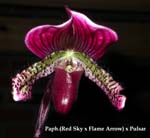 Paph. (Red Sky x Flame Arrow) x Pulsar 3234