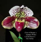 Paph. (Tree of Beauty x Joanne s Wine) x (Carl Keyes x Via Tierra) 0917