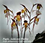 Paph. Addicted Phillip (Paph. philippinense x Paph. adductum)_5790