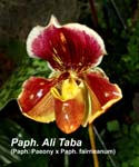 Paph. Ali Taba (Paph. Paeony x Paph. fairrieanum)_2374