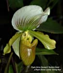 Paph. Alma Gavaert Golden Gate x Stone Lovely Ching Hua _5660