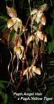 Paph. Angel Hair x Paph. Yellow Tiger_8888