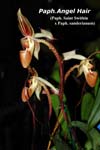 Paph. Angel Hair_8638